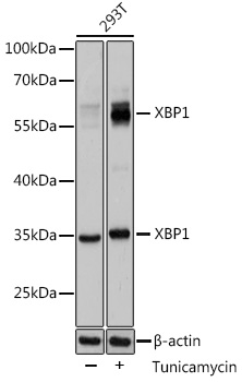 Anti-XBP1 Antibody (CAB1731)