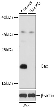 Anti-Bax Antibody [KO Validated] (CAB11550)