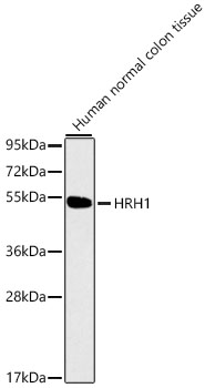 Anti-HRH1 Antibody (CAB1422)