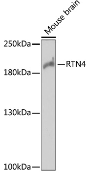 Anti-RTN4 Antibody (CAB1752)