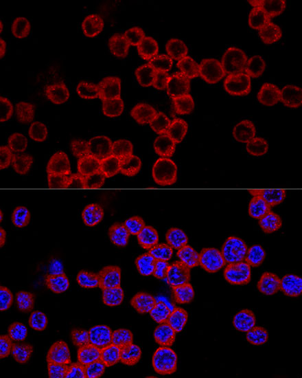 Anti-Caspase-1 Antibody (CAB0964)