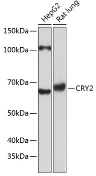 Anti-CRY2 Antibody (CAB17465)