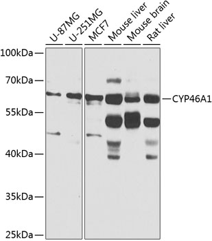 Anti-CYP46A1 Polyclonal Antibody (CAB8573)