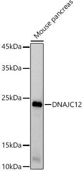 Western blot analysis of extracts of Mouse pancreas, using DNAJC12 antibody at 1:1000 dilution. Secondary antibody: HRP Goat Anti-Rabbit IgG (H+L) at 1:10000 dilution. Lysates/proteins: 25ug per lane. Blocking buffer: 3% nonfat dry milk in TBST. Detection: ECL Basic Kit. Exposure time: 30s.