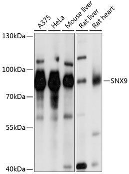 Anti-SNX9 Antibody (CAB0977)