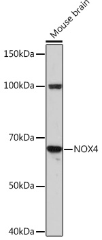 Anti-NOX4 Antibody (CAB3656)