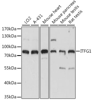 Anti-ITFG1 Antibody (CAB15901)