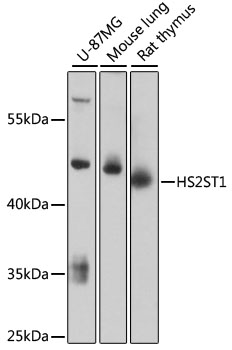 Anti-HS2ST1 Antibody (CAB13837)