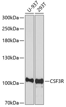 Anti-CSF3R Antibody (CAB7661)