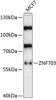 Anti-ZNF703 Antibody (CAB14325)