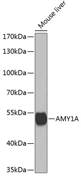 Anti-AMY1A Antibody (CAB13276)