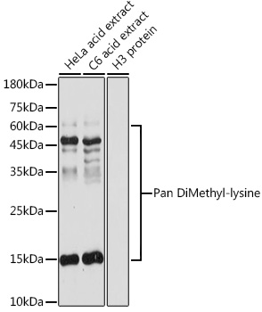 Anti-Pan DiMethyl-lysine Antibody (CAB5870)