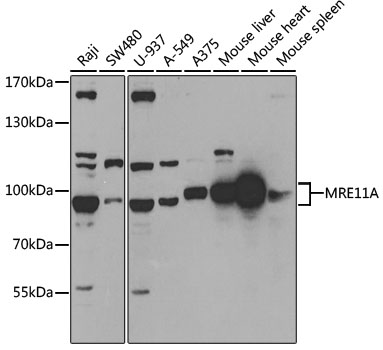 Anti-MRE11A Antibody (CAB2559)