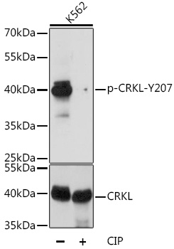 Anti-Phospho-CRKL-Y207 pAb (CABP0824)