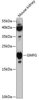 Anti-GMFG Antibody (CAB12955)