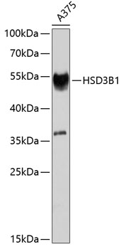 Anti-HSD3B1 Polyclonal Antibody (CAB8035)