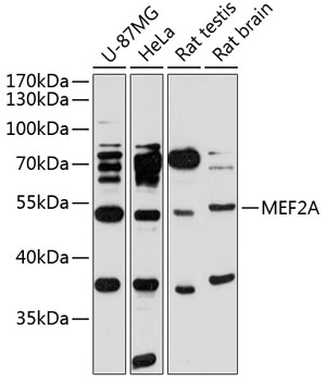 Anti-MEF2A Antibody (CAB12059)