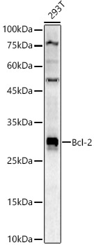 Apoptosis pathway antibody