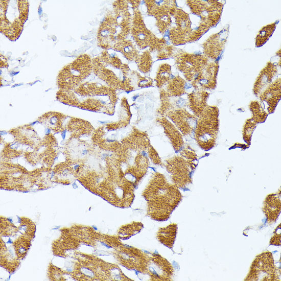 Anti-TRAP1 Antibody (CAB2748)