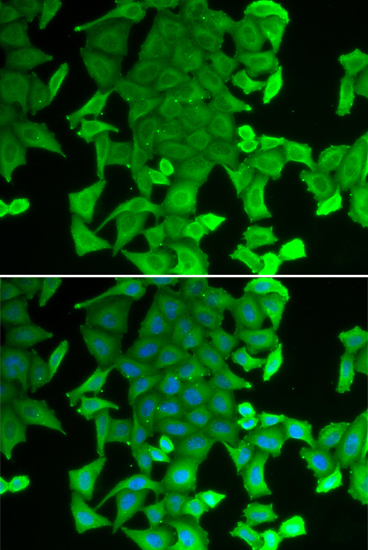 Anti-RFFL Antibody (CAB13604)