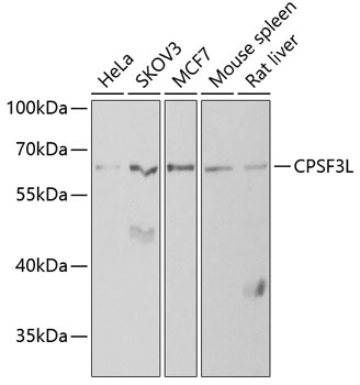 Anti-CPSF3L Antibody (CAB6566)