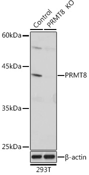 Anti-PRMT8 Antibody [KO Validated] (CAB18440)