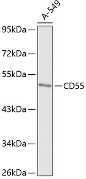 Anti-CD55 Antibody (CAB13918)