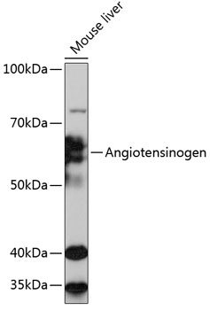 Anti-Angiotensinogen Antibody