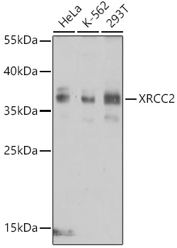 Anti-XRCC2 Antibody (CAB1800)