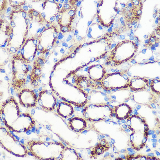 Anti-FGF2 Antibody (CAB0235)