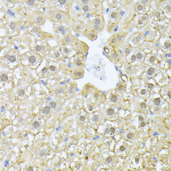 Anti-PSMA7 Antibody (CAB4052)