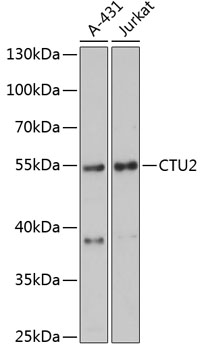 Anti-CTU2 Antibody (CAB13003)