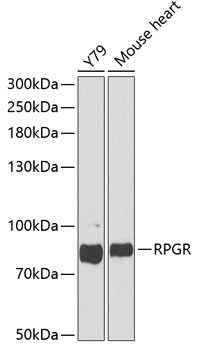 Anti-RPGR Antibody (CAB1844)