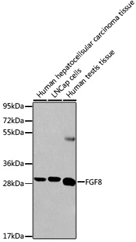 Anti-FGF8 Antibody (CAB2848)