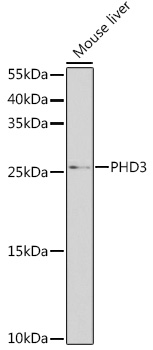 Anti-Egl nine homolog 3 Polyclonal Antibody (CAB8001)