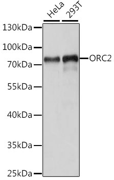 Anti-ORC2 Antibody (CAB15697)