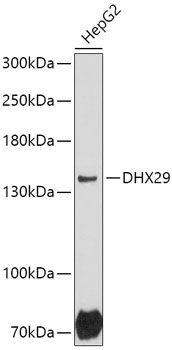 Anti-DHX29 Antibody (CAB17709)