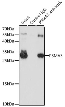 Anti-PSMA3 Antibody (CAB1245)