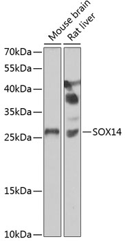 Anti-SOX14 Antibody (CAB7217)