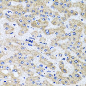 Anti-PEX3 Antibody (CAB7352)