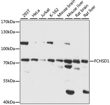 Anti-FCHSD1 Antibody (CAB15543)