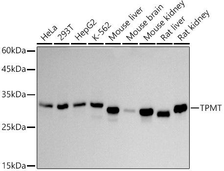 Western blot analysis of extracts of various cell lines, using TPMT antibody at 1:1000 dilution. Secondary antibody: HRP Goat Anti-Rabbit IgG (H+L) at 1:10000 dilution. Lysates/proteins: 25ug per lane. Blocking buffer: 3% nonfat dry milk in TBST. Detection: ECL Basic Kit. Exposure time: 30s.