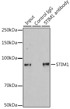 Anti-STIM1 Antibody (CAB7411)