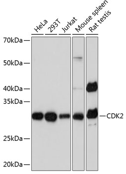 Anti-CDK2 Antibody