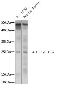 Anti-4-1BBL/CD137L Antibody (CAB10202)