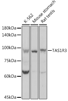 Anti-TAS1R3 Antibody (CAB10157)