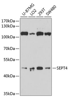 Anti-SEPT4 Antibody (CAB10238)