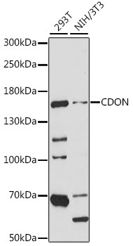 Anti-CDON Antibody (CAB15830)