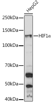 Anti-HIF1Alpha Antibody [KO Validated] (CAB7684)