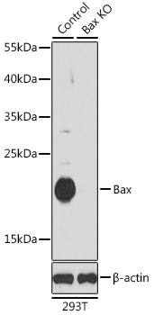 Anti-Bax Antibody [KO Validated] (CAB12009)